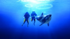 Dolphin Bay Scuba Dive & Aquaventure Waterpark Admission