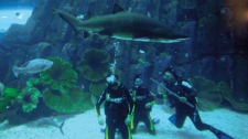  Diving with Sharks