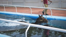  Racehorse Stable Tour at Meydan Racecourse & Breakfast